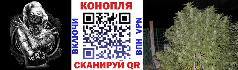 купить наркотики сайты  Суздаль  Бошки Шишки Bruce Banner 